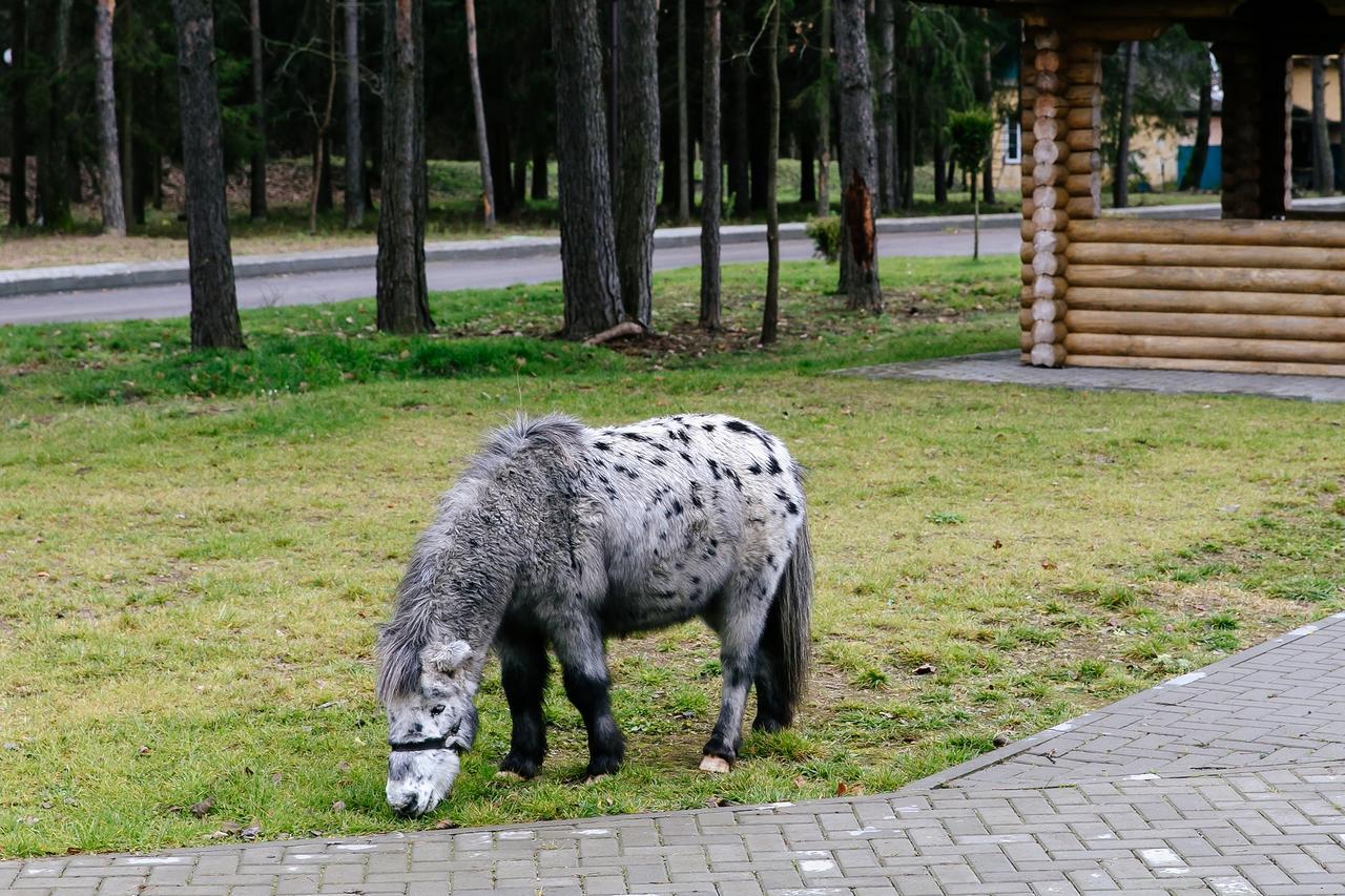 Baza Otdykha Chaika Hotel Zhodzina Luaran gambar